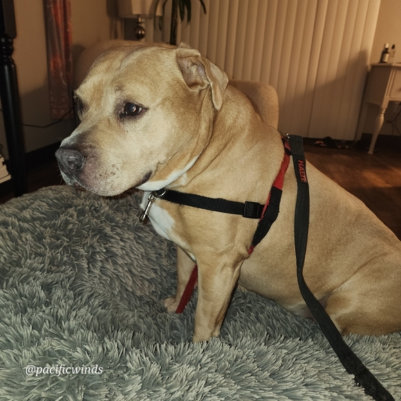 HALTI HARNESS MEDIUM TO LARGE - Picture 6 of 9